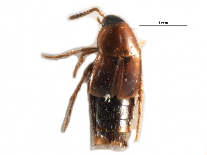  ( - CCDB-23297-A07)  @11 [ ] CreativeCommons - Attribution (2015) CBG Photography Group Centre for Biodiversity Genomics