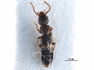  ( - CCDB-23298-F08)  @11 [ ] CreativeCommons - Attribution (2015) CBG Photography Group Centre for Biodiversity Genomics