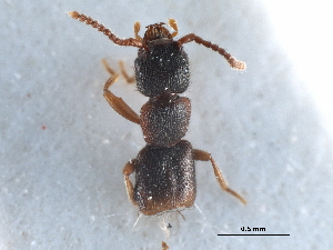  ( - CCDB-23298-F09)  @11 [ ] CreativeCommons - Attribution (2015) CBG Photography Group Centre for Biodiversity Genomics