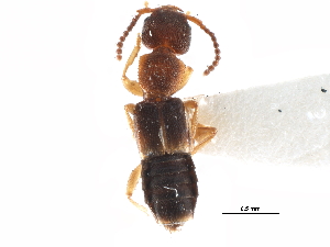  ( - CCDB-23298-F10)  @11 [ ] CreativeCommons - Attribution (2015) CBG Photography Group Centre for Biodiversity Genomics