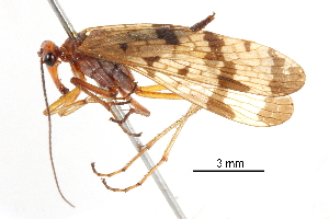  ( - CCDB-23299-B05)  @11 [ ] CreativeCommons - Attribution (2015) CBG Photography Group Centre for Biodiversity Genomics