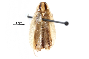  ( - CCDB-23299-G04)  @14 [ ] CreativeCommons - Attribution (2015) CBG Photography Group Centre for Biodiversity Genomics