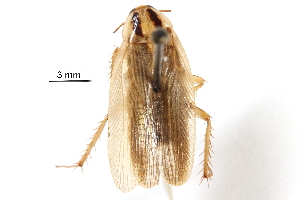  ( - CCDB-23299-G05)  @14 [ ] CreativeCommons - Attribution (2015) CBG Photography Group Centre for Biodiversity Genomics