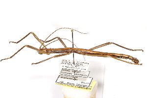  ( - CCDB-23300-G11)  @11 [ ] CreativeCommons - Attribution (2015) CBG Photography Group Centre for Biodiversity Genomics