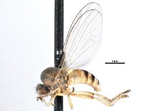  ( - CCDB-23302-A12)  @14 [ ] CreativeCommons - Attribution (2015) CBG Photography Group Centre for Biodiversity Genomics