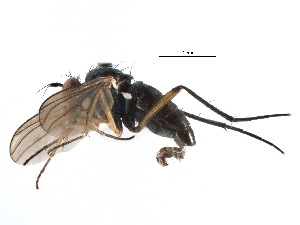 ( - CCDB-23302-D01)  @11 [ ] CreativeCommons - Attribution (2015) CBG Photography Group Centre for Biodiversity Genomics