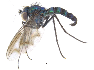  ( - CCDB-23305-G05)  @12 [ ] CreativeCommons - Attribution (2015) CBG Photography Group Centre for Biodiversity Genomics