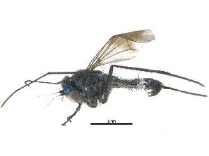  ( - CCDB-23305-G06)  @12 [ ] CreativeCommons - Attribution (2015) CBG Photography Group Centre for Biodiversity Genomics