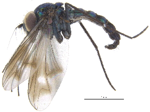  ( - CCDB-23305-G07)  @12 [ ] CreativeCommons - Attribution (2015) CBG Photography Group Centre for Biodiversity Genomics