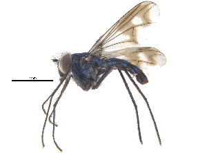  ( - CCDB-23305-G08)  @12 [ ] CreativeCommons - Attribution (2015) CBG Photography Group Centre for Biodiversity Genomics