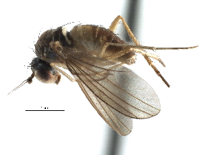  ( - CCDB-23306-B12)  @11 [ ] CreativeCommons - Attribution (2015) CBG Photography Group Centre for Biodiversity Genomics