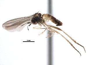  ( - CCDB-23306-C01)  @11 [ ] CreativeCommons - Attribution (2015) CBG Photography Group Centre for Biodiversity Genomics