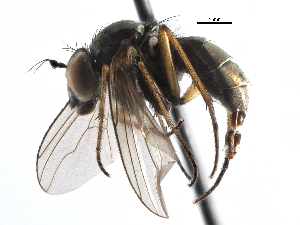  ( - CCDB-23306-C03)  @11 [ ] CreativeCommons - Attribution (2015) CBG Photography Group Centre for Biodiversity Genomics