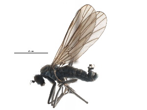  ( - CCDB-23306-D05)  @11 [ ] CreativeCommons - Attribution (2015) CBG Photography Group Centre for Biodiversity Genomics