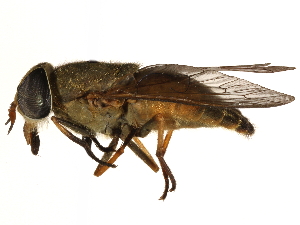  (Tabanus quinquevittatus - CCDB-23501-B09)  @15 [ ] CreativeCommons - Attribution (2015) CBG Photography Group Centre for Biodiversity Genomics