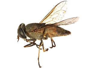  ( - CCDB-23501-B10)  @11 [ ] CreativeCommons - Attribution (2015) CBG Photography Group Centre for Biodiversity Genomics