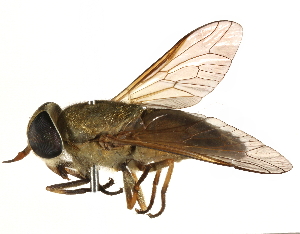  ( - CCDB-23501-B12)  @11 [ ] CreativeCommons - Attribution (2015) CBG Photography Group Centre for Biodiversity Genomics