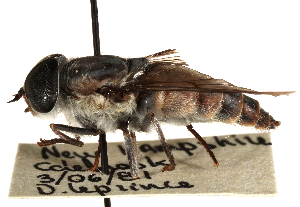  ( - CCDB-23501-C02)  @13 [ ] CreativeCommons - Attribution (2015) CBG Photography Group Centre for Biodiversity Genomics