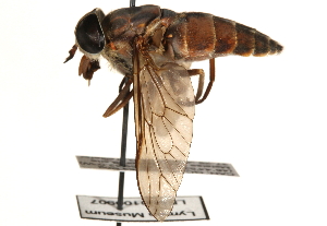  ( - CCDB-23501-C06)  @11 [ ] CreativeCommons - Attribution (2015) CBG Photography Group Centre for Biodiversity Genomics