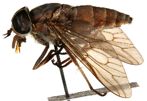  ( - CCDB-23501-C08)  @11 [ ] CreativeCommons - Attribution (2015) CBG Photography Group Centre for Biodiversity Genomics