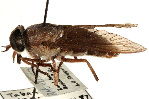  (Tabanus calens - CCDB-23501-E04)  @11 [ ] CreativeCommons - Attribution (2015) CBG Photography Group Centre for Biodiversity Genomics