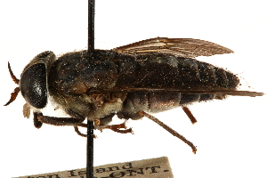  ( - CCDB-23501-F12)  @11 [ ] CreativeCommons - Attribution (2015) CBG Photography Group Centre for Biodiversity Genomics