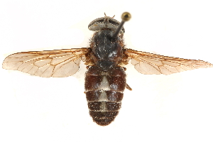 ( - CCDB-23501-G01)  @11 [ ] CreativeCommons - Attribution (2015) CBG Photography Group Centre for Biodiversity Genomics