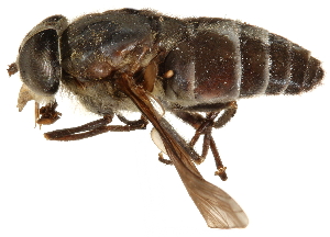  ( - CCDB-23501-G02)  @11 [ ] CreativeCommons - Attribution (2015) CBG Photography Group Centre for Biodiversity Genomics