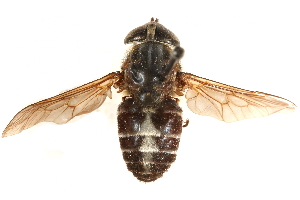  ( - CCDB-23501-G02)  @11 [ ] CreativeCommons - Attribution (2015) CBG Photography Group Centre for Biodiversity Genomics