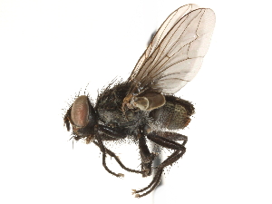  ( - CCDB-23503-F01)  @11 [ ] CreativeCommons - Attribution (2015) CBG Photography Group Centre for Biodiversity Genomics