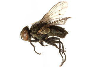  ( - CCDB-23503-F02)  @14 [ ] CreativeCommons - Attribution (2015) CBG Photography Group Centre for Biodiversity Genomics