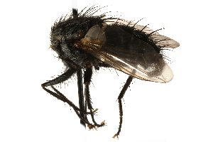  ( - CCDB-23504-C11)  @11 [ ] CreativeCommons - Attribution (2015) CBG Photography Group Centre for Biodiversity Genomics