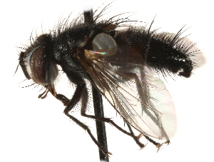 ( - CCDB-23504-E08)  @11 [ ] CreativeCommons - Attribution (2015) CBG Photography Group Centre for Biodiversity Genomics