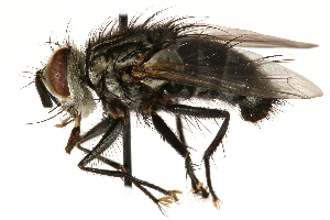  ( - CCDB-23504-F11)  @13 [ ] CreativeCommons - Attribution (2015) CBG Photography Group Centre for Biodiversity Genomics
