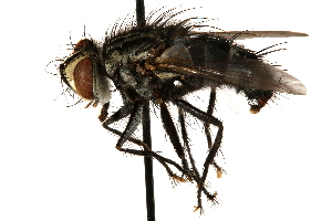  ( - CCDB-23504-F12)  @13 [ ] CreativeCommons - Attribution (2015) CBG Photography Group Centre for Biodiversity Genomics