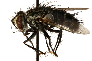  ( - CCDB-23504-G01)  @13 [ ] CreativeCommons - Attribution (2015) CBG Photography Group Centre for Biodiversity Genomics