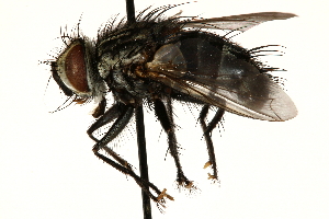  ( - CCDB-23504-G02)  @13 [ ] CreativeCommons - Attribution (2015) CBG Photography Group Centre for Biodiversity Genomics