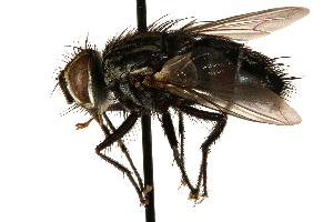 ( - CCDB-23504-G03)  @11 [ ] CreativeCommons - Attribution (2015) CBG Photography Group Centre for Biodiversity Genomics