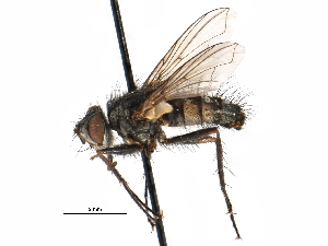  ( - CCDB-23505-F08)  @13 [ ] CreativeCommons - Attribution (2015) CBG Photography Group Centre for Biodiversity Genomics