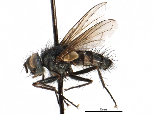  ( - CCDB-23505-F09)  @13 [ ] CreativeCommons - Attribution (2015) CBG Photography Group Centre for Biodiversity Genomics