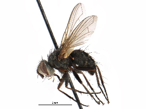 ( - CCDB-23505-F10)  @11 [ ] CreativeCommons - Attribution (2015) CBG Photography Group Centre for Biodiversity Genomics