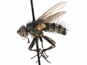  ( - CCDB-23505-F11)  @13 [ ] CreativeCommons - Attribution (2015) CBG Photography Group Centre for Biodiversity Genomics