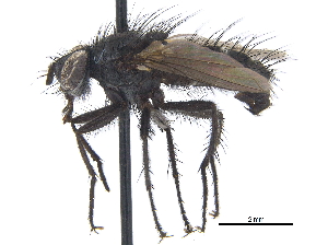  ( - CCDB-23506-B02)  @11 [ ] CreativeCommons - Attribution (2015) CBG Photography Group Centre for Biodiversity Genomics