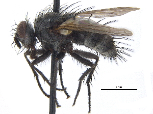  ( - CCDB-23506-B04)  @11 [ ] CreativeCommons - Attribution (2015) CBG Photography Group Centre for Biodiversity Genomics