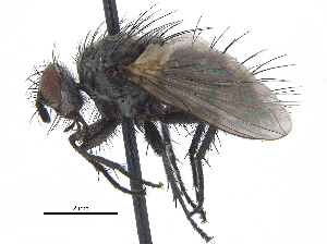  ( - CCDB-23506-B05)  @11 [ ] CreativeCommons - Attribution (2015) CBG Photography Group Centre for Biodiversity Genomics