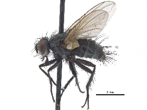  ( - CCDB-23506-B06)  @11 [ ] CreativeCommons - Attribution (2015) CBG Photography Group Centre for Biodiversity Genomics