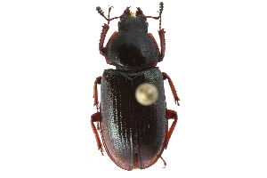  ( - CCDB-23511-E11)  @13 [ ] CreativeCommons - Attribution (2015) CBG Photography Group Centre for Biodiversity Genomics
