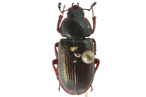  ( - CCDB-23511-E12)  @13 [ ] CreativeCommons - Attribution (2015) CBG Photography Group Centre for Biodiversity Genomics