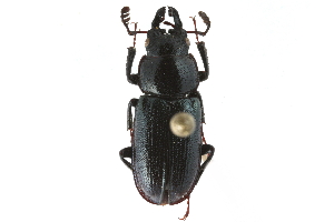  ( - CCDB-23511-F01)  @12 [ ] CreativeCommons - Attribution (2015) CBG Photography Group Centre for Biodiversity Genomics