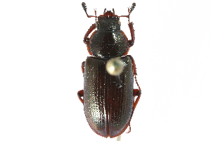  ( - CCDB-23511-F02)  @13 [ ] CreativeCommons - Attribution (2015) CBG Photography Group Centre for Biodiversity Genomics